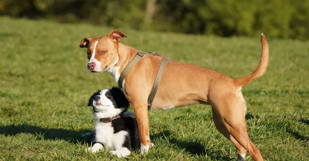 The Importance of Socialization for Your Pet's Happiness