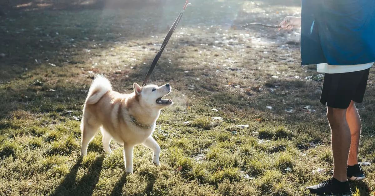 The Top Benefits of Regular Playtime for Pets