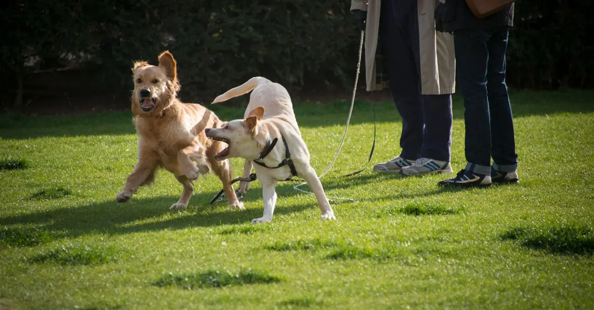 2026 Trends in Pet Happiness: What to Expect
