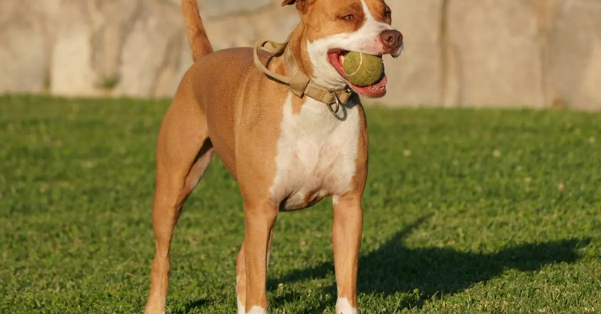 10 Fun Activities to Keep Your Pet Happy and Engaged