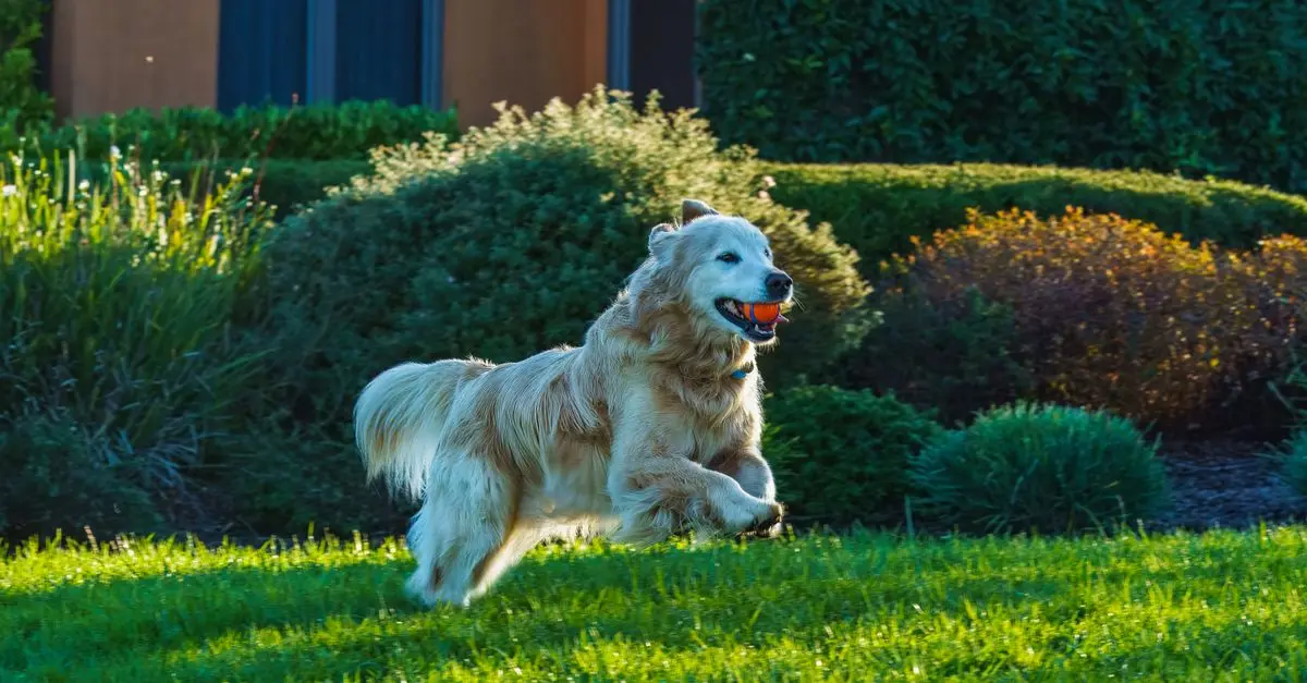 Creating a Happy Environment for Your Pet's Happiness