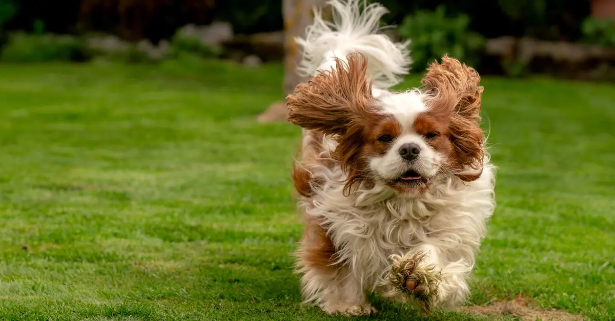 The Ultimate Guide to Enriching Your Pet's Life