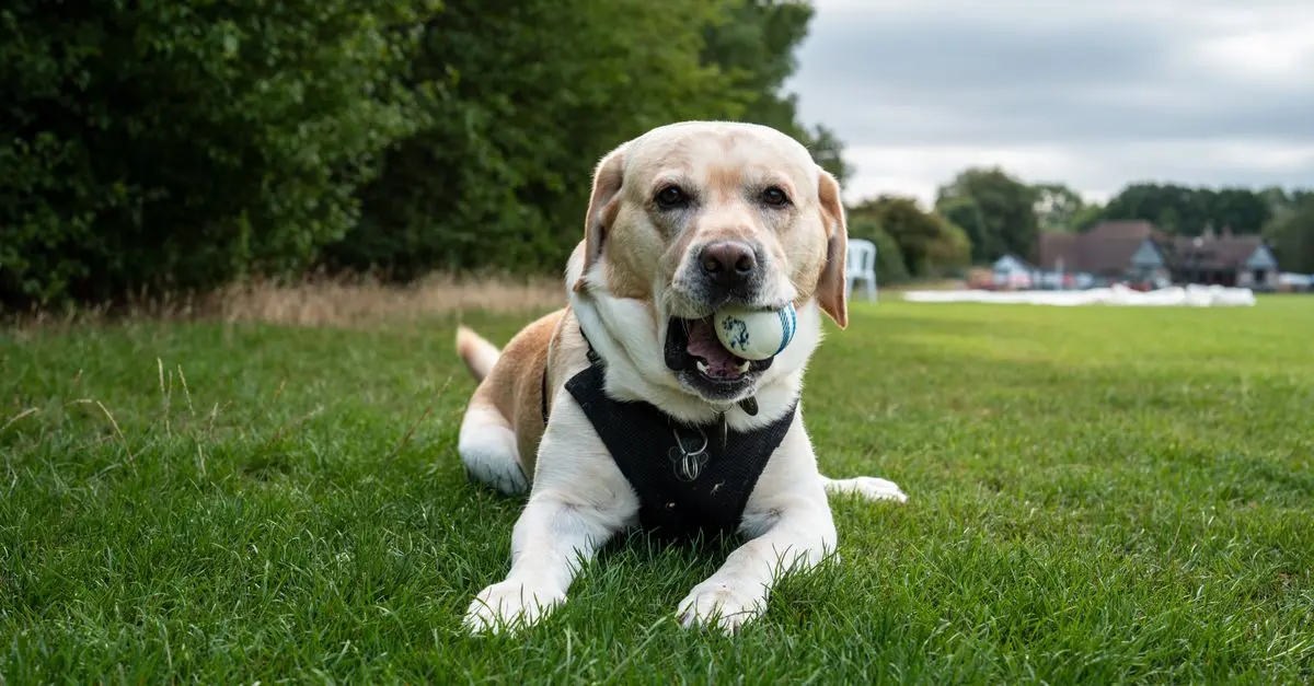How to Ensure Your Pet's Mental Well-Being