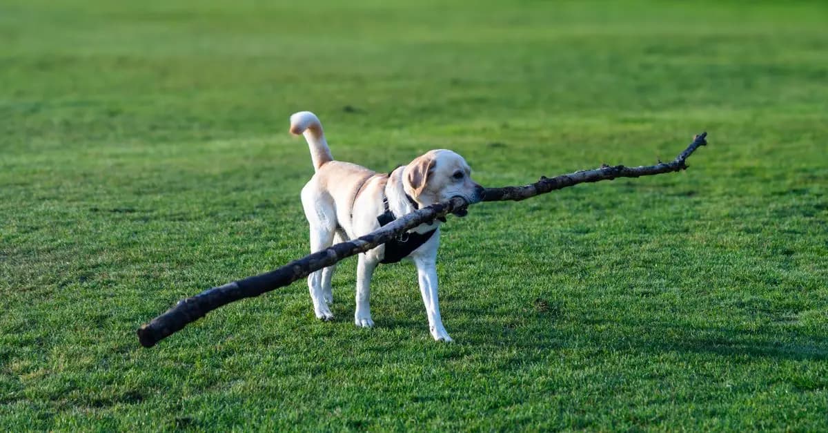 The Best Activities to Boost Your Pet's Happiness