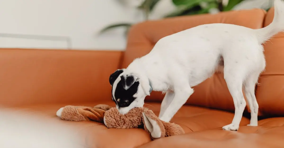 5 Ways to Improve Your Pet's Happiness at Home