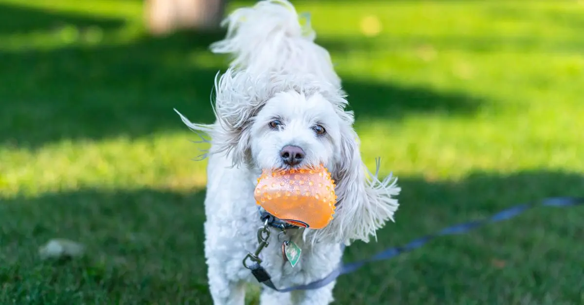 How to Boost Your Pet's Happiness with Daily Routines