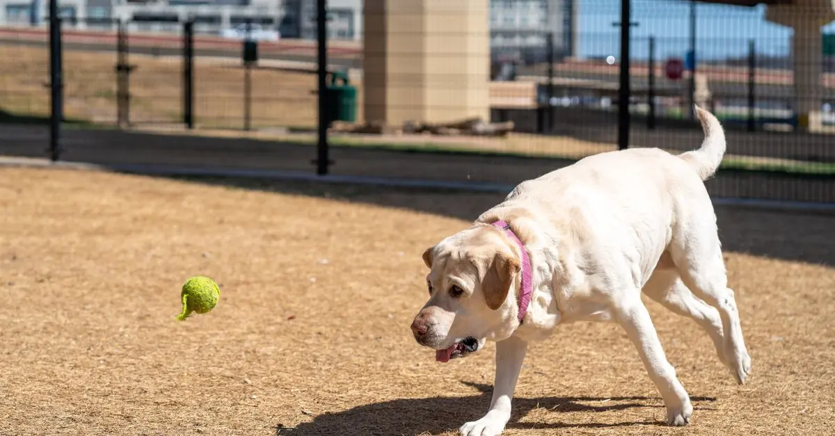 How to Create Enriching Activities for Your Pet's Happiness