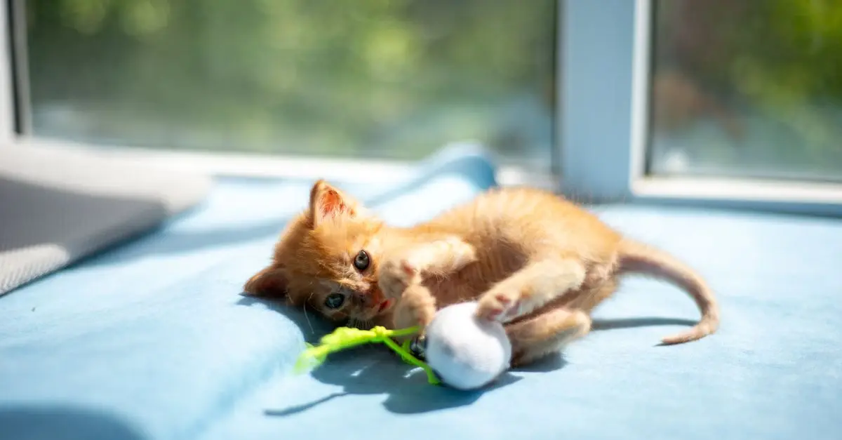 How Playtime Enhances Your Pet's Mental Health