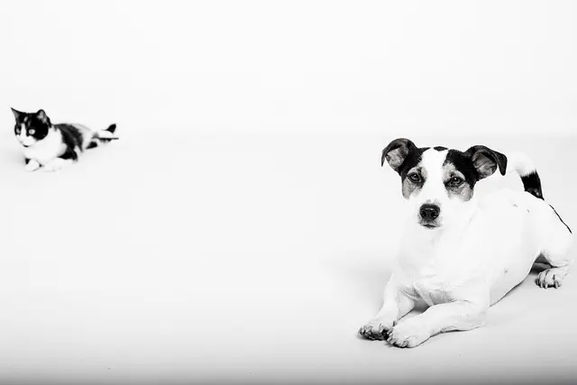 How to Create a Happy Routine for Your Pet's Well-Being