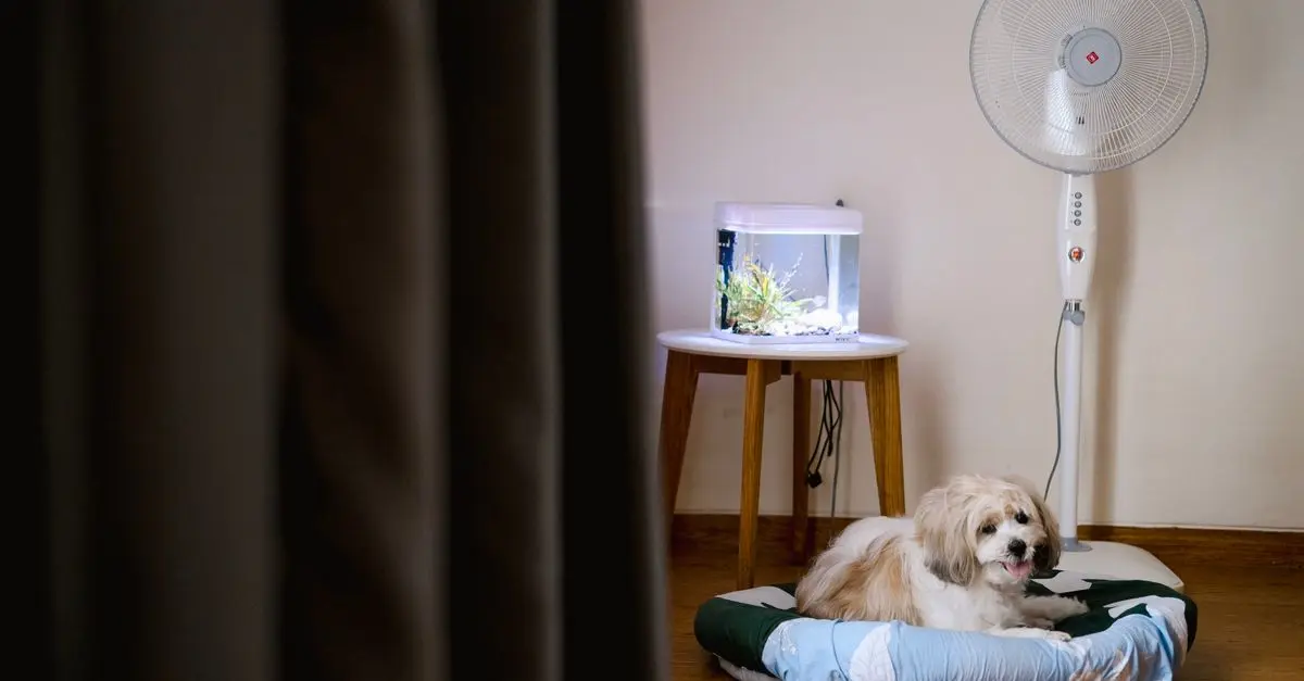 Creating a Loving Space for Your Pet's Happiness