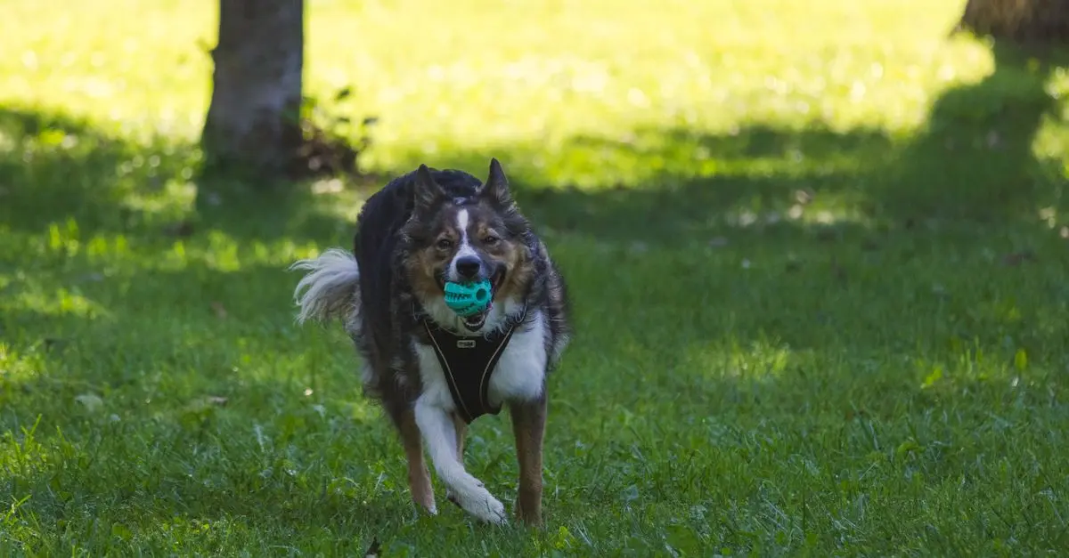 2026 Pet Care Trends: Innovations for a Happier Pet
