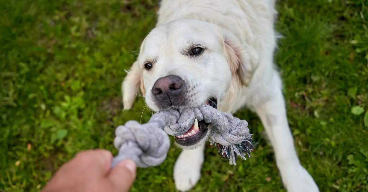 How to Create Interactive Playtime for Your Pet’s Joy