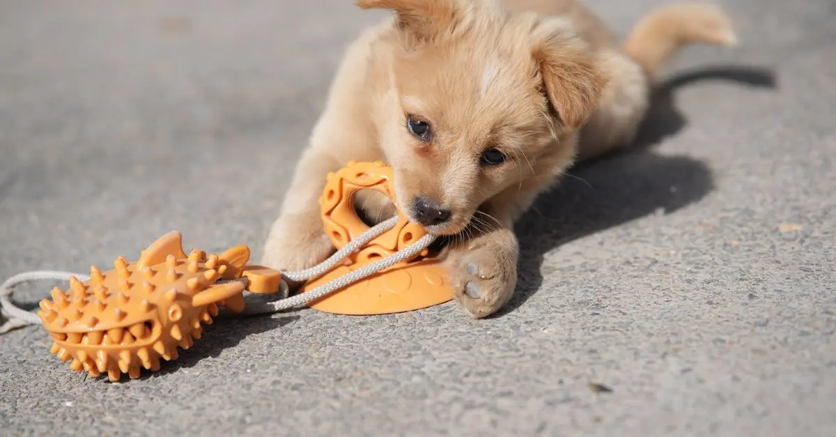 How to Foster a Happy Environment for Your Pet