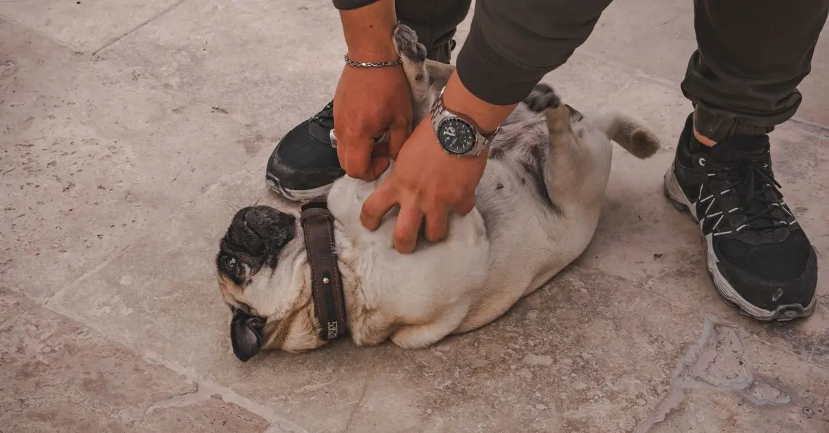 2026 Pet Care Innovations for Better Happiness