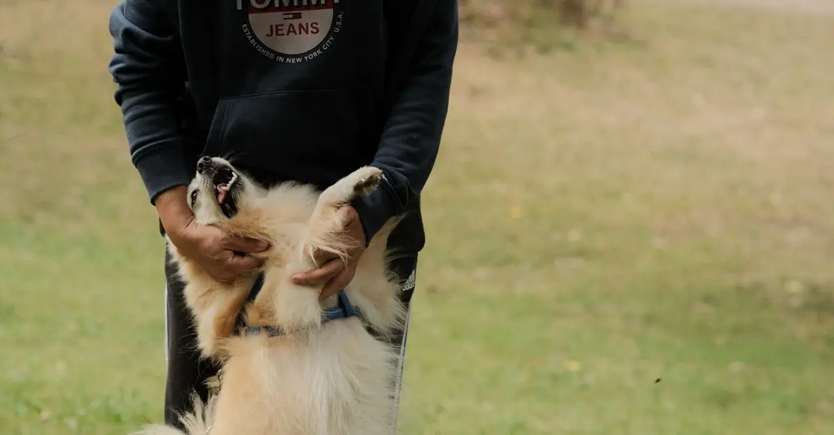 The Best Ways to Celebrate Your Pet's Happiness