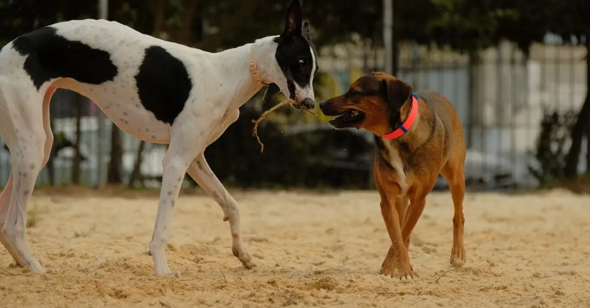 Dog Breeds Ranked by Happiness: Which Breed Is Right for You?