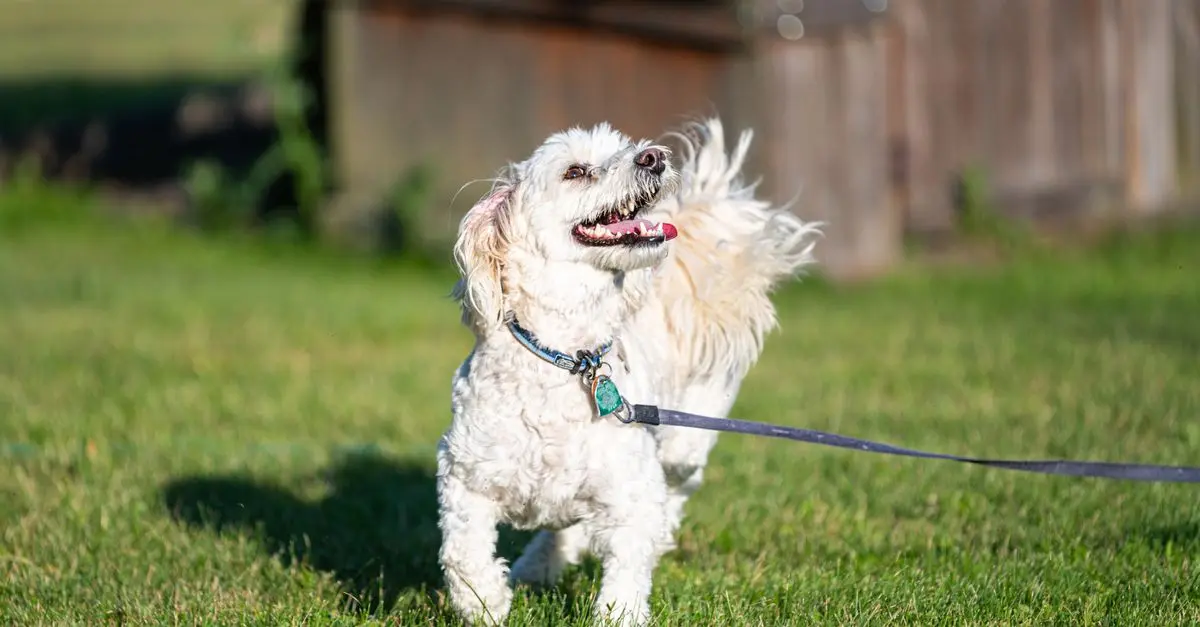 The Ultimate Guide to Pet Care for a Happy Life