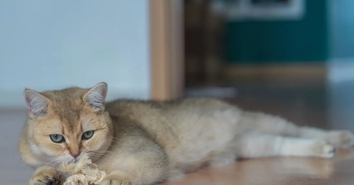 Best Cat Toys to Keep Your Feline Entertained