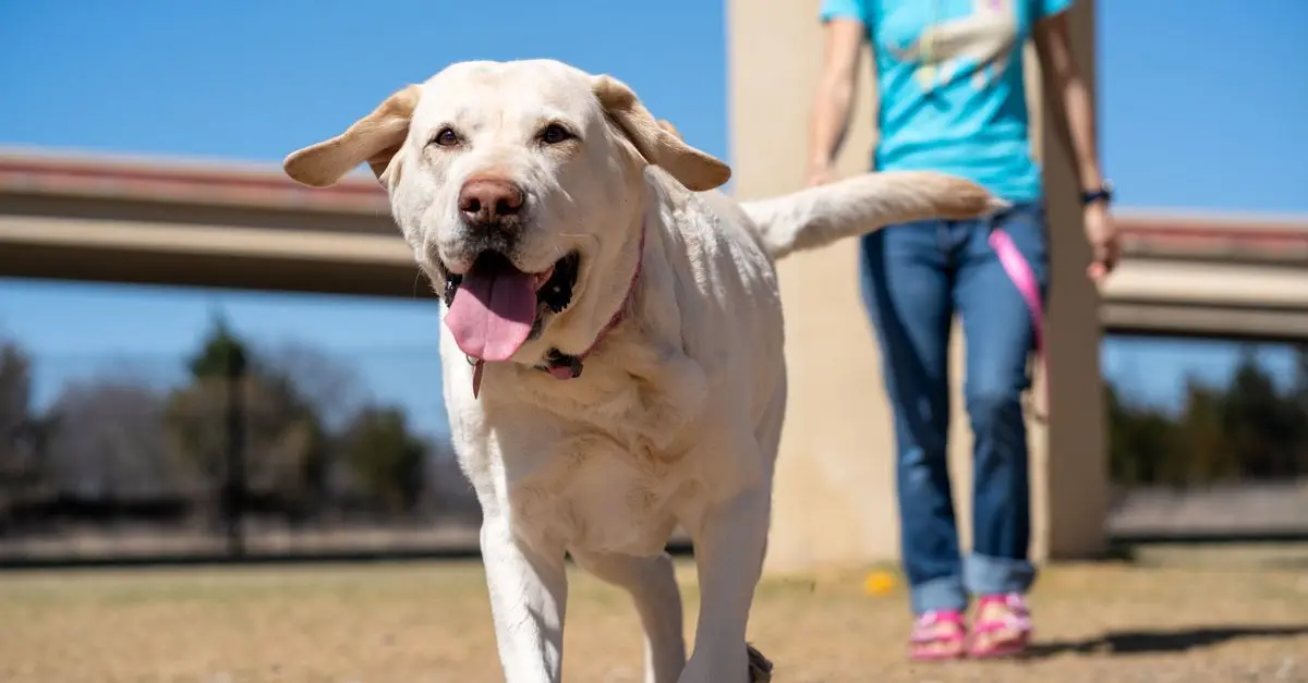 Top Activities for Enhancing Your Pet's Happiness
