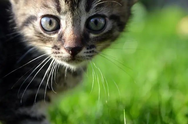 The Ultimate Guide to Enhancing Your Pet's Happiness