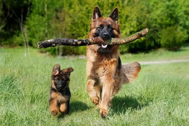 Creating Enrichment Activities for Your Pet's Happiness