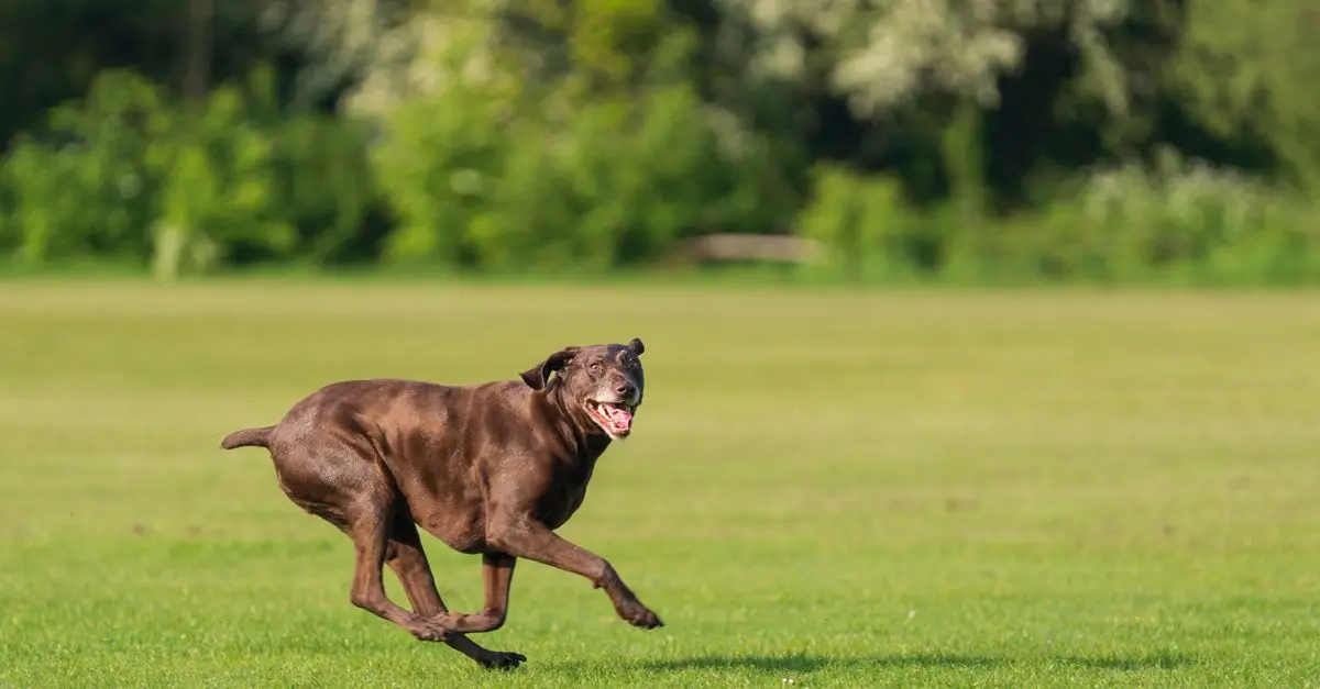 How Pet Care Impacts Your Pet's Happiness
