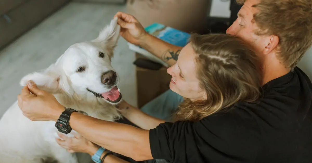 Understanding the Impact of Routine on Pet Happiness