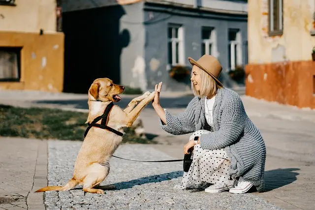 The Importance of Bonding Activities for Your Pet's Happiness