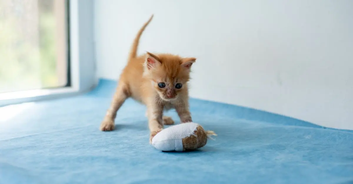Keeping Your Indoor Cat Happy: Top Tips and Tricks
