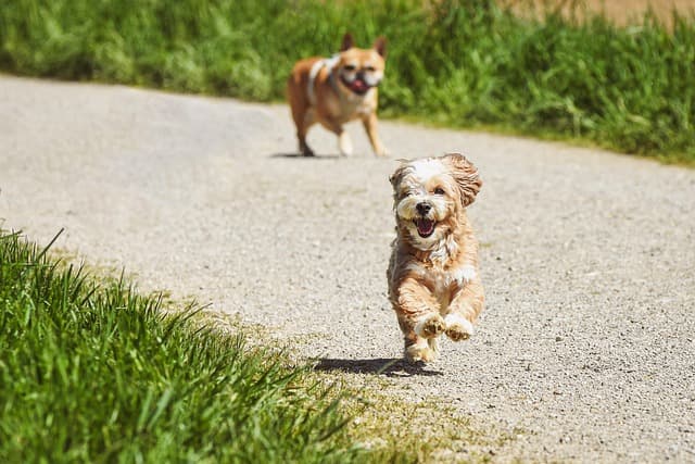 The Importance of Regular Exercise for Your Pet's Happiness