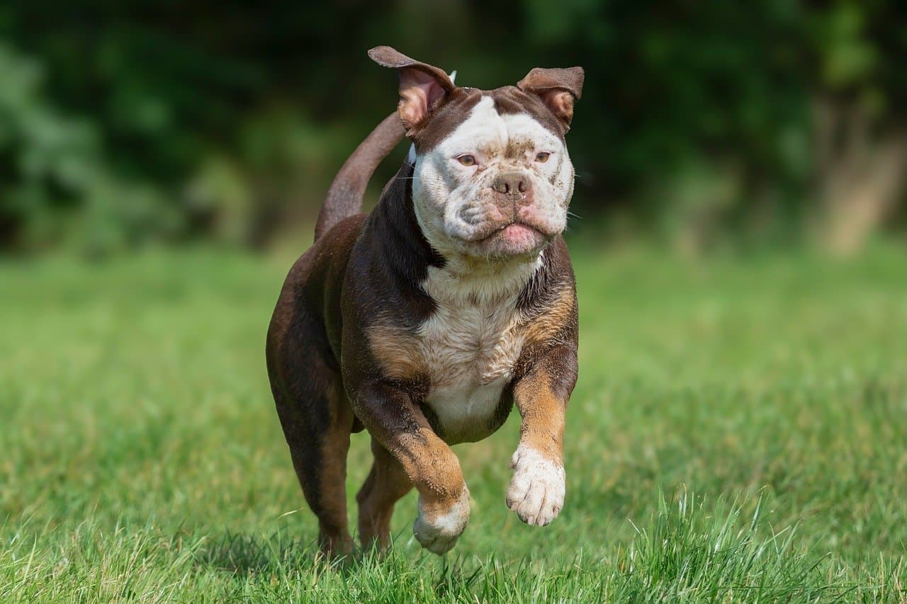 Top 10 Reasons Why Pets Bring Happiness to Our Lives