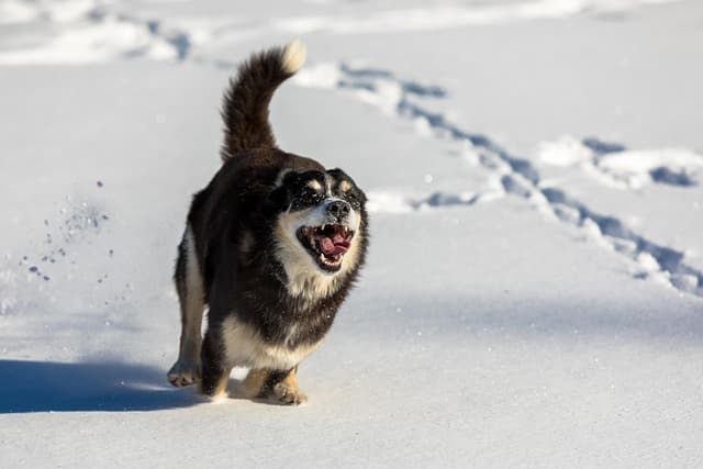 The Best Way to Celebrate Your Pet's Happiness