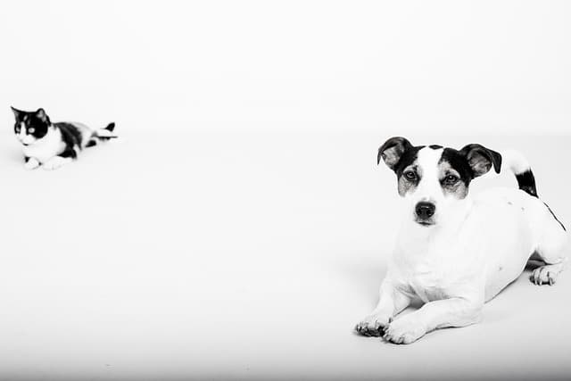 The Role of Nutrition in Your Pet's Happiness