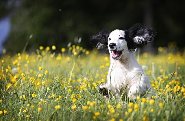 The Role of Play in Your Pet's Happiness