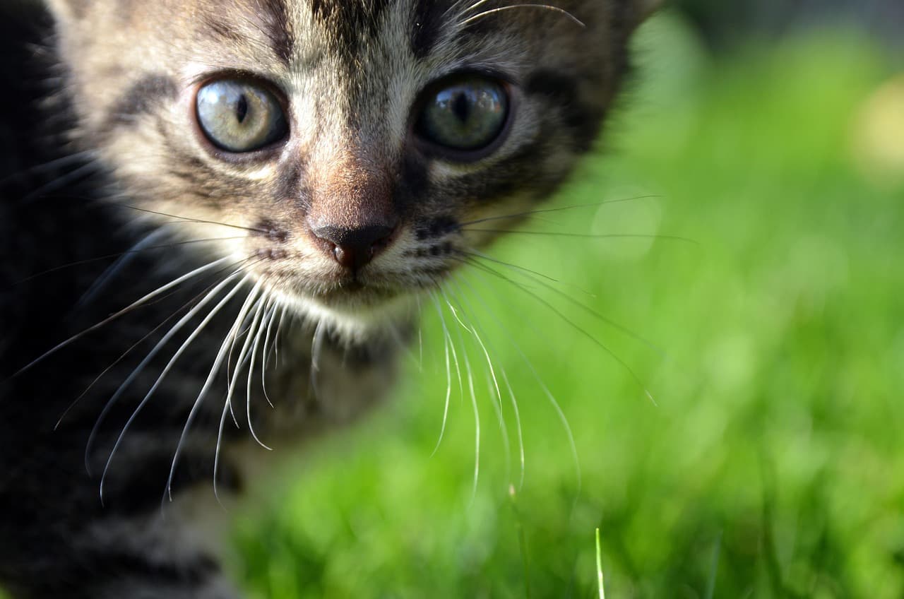 Creating a Happy Routine for Your Pet: Tips and Tricks