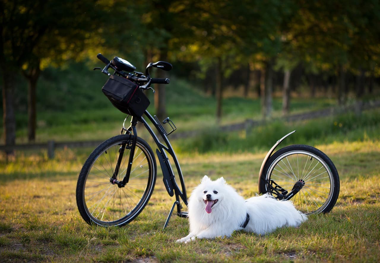 The Latest 2026 Trends in Pet Wellness for a Happier Life