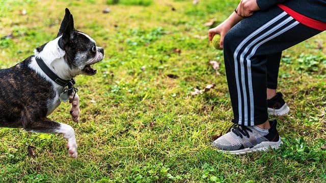 Understanding How Regular Exercise Boosts Pet Happiness
